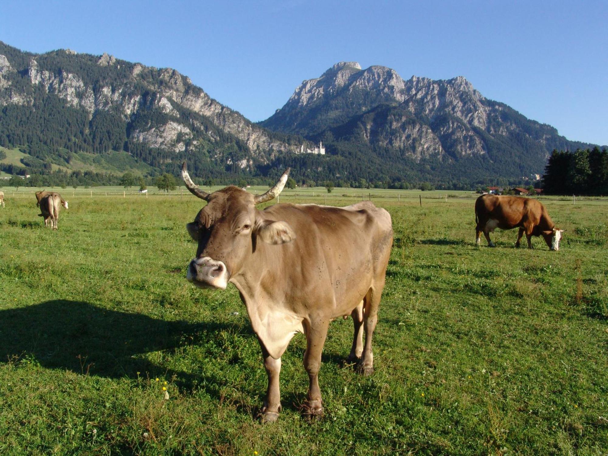 Hintere Schoene Rieden am Forggensee Zewnętrze zdjęcie